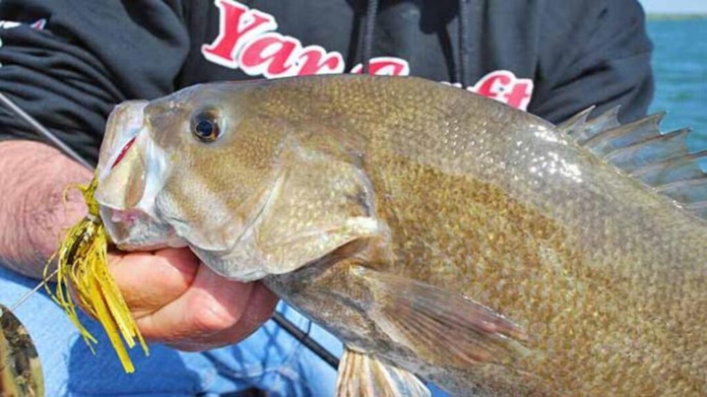 bass fish